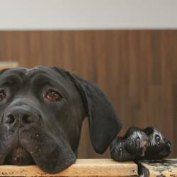 A Spot for Spot Dog Daycare