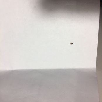 SpringHill Suites by Marriott Jackson Hole - The bug I found in our room at SpringHill suites Jackson Hole - Hotels Near Me - Jackson, Wyoming SpringHill Suites by Marriott Jackson Hole - The bug I found in our room at SpringHill suites Jackson Hole - Hotels Near Me - Jackson, Wyoming