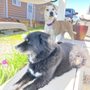 Photo of Lakeside Tails
