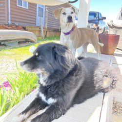Lakeside Tails - Just dogs being dogs, living their best life!