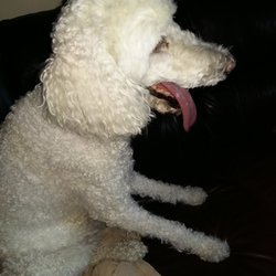 It's A Dog's Life