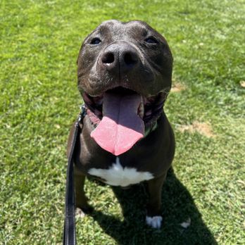 Off Leash K9 Training Sacramento - Christina sent this day of training. He was so happy there! - Pet Training Near Me - Sacramento, California Off Leash K9 Training Sacramento - Christina sent this day of training. He was so happy there! - Pet Training Near Me - Sacramento, California