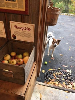 Thompson's Cider Mill and Orchard by null