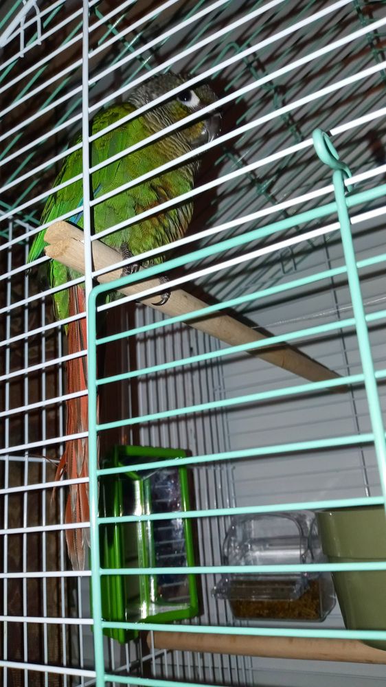 Pet Supplies Plus Springfield (S. Glenstone)