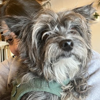 Common Corners Brewing - Was too preoccupied with this doggo. - Breweries Near Me - Walnut, California Common Corners Brewing - Was too preoccupied with this doggo. - Breweries Near Me - Walnut, California
