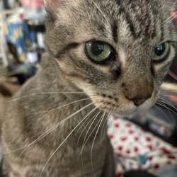 Stazia’s Kitty Sitting - Meow