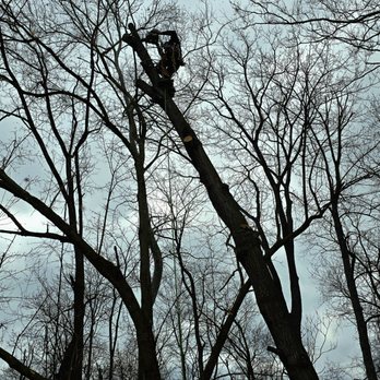 Clemens Treearchy - Tree Services Near Me Clemens Treearchy - Tree Services Near Me