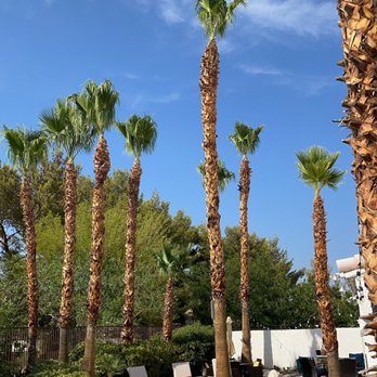 Treepro - Palm trees - Tree Services Near Me - Las Vegas, Nevada Treepro - Palm trees - Tree Services Near Me - Las Vegas, Nevada