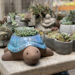 Succulent Cafe 775 Photos 317 Reviews Coffee Tea 505 Oak Ave Carlsbad Ca Phone Number Yelp