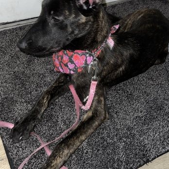 Pups in Tubs - Bailey with her first bath! - Pet Groomers Near Me - Los Angeles, California