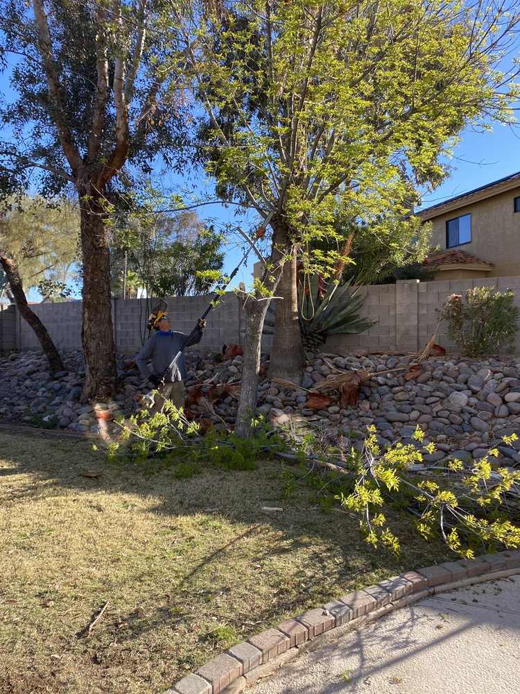 Everybody Loves Raymond's Tree Service - tree service in Catalina, AZ