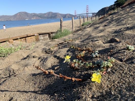 Baker Beach by null