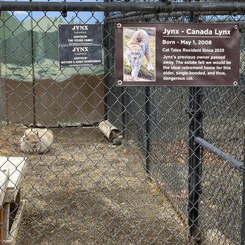 Cat Tales Wildlife Center - Jynx - Amusement Parks Near Me - Spokane, Washington Cat Tales Wildlife Center - Jynx - Amusement Parks Near Me - Spokane, Washington