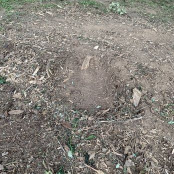 Tim Mente Tree Expert - Stump grindings - Tree Services Near Me