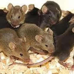 Action Pest Control