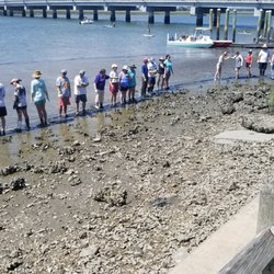 Folly Beach Boat Landing - Building a new oyster reef near the boat landing