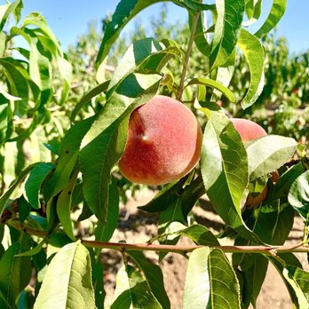 Moffatt Ranch - Yellow Peaches - Pick Your Own Farms Near Me - Brentwood, California Moffatt Ranch - Yellow Peaches - Pick Your Own Farms Near Me - Brentwood, California