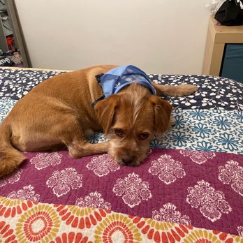 Healthy Spot - Long Beach - Groomed dog - Pet Sitting Near Me - Long Beach, California Healthy Spot - Long Beach - Groomed dog - Pet Sitting Near Me - Long Beach, California
