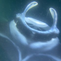 Blue Wilderness Dive Adventures - Another Manta coming in for a flyby.