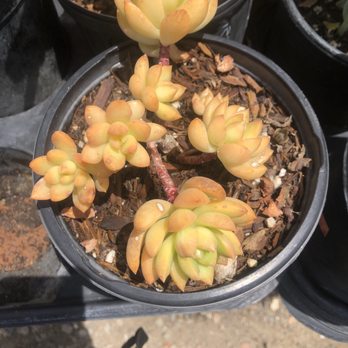 Sanyo Nursery - Nurseries & Gardening Near Me - Los Angeles, California