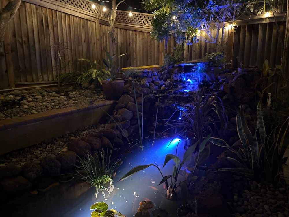 Connies Pond and Koi - koi in Castro Valley, CA