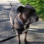 Photo of My Pet Pal