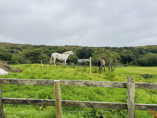 Connemara National Park by null