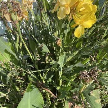 Hawx Pest Control - Bugs eating my plants - Pest Control Near Me - Austin, Texas Hawx Pest Control - Bugs eating my plants - Pest Control Near Me - Austin, Texas