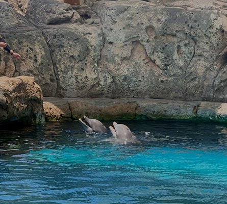 Texas State Aquarium by null