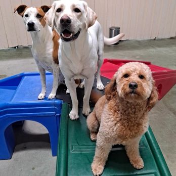 Pampered Pooch Pet Hotel - Pet Groomers Near Me - Palmdale, California Pampered Pooch Pet Hotel - Pet Groomers Near Me - Palmdale, California