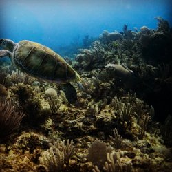 Tankah DiversTulum - Beauty on the reef Tankah Divers Tulum