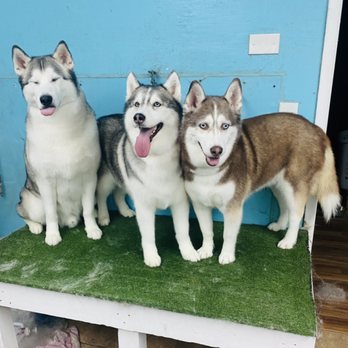 Zigzag&Wag - Silly Socrates - Pet Groomers Near Me - Reno, Nevada