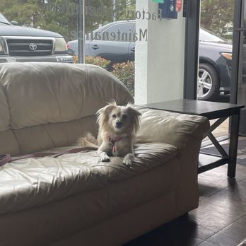 Pacific Automotive - My dog waiting - Auto Repair Near Me - Aliso Viejo, California Pacific Automotive - My dog waiting - Auto Repair Near Me - Aliso Viejo, California