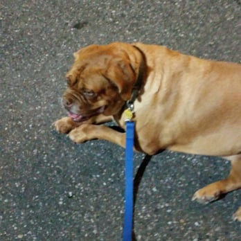 Animal Emergency Care - She's out of the car... Just few more steps to the vet - Emergency Pet Hospital Near Me - Bellingham, Washington Animal Emergency Care - She's out of the car... Just few more steps to the vet - Emergency Pet Hospital Near Me - Bellingham, Washington