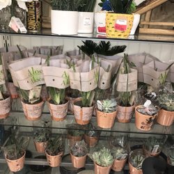 Marshalls - Real Aloe plants