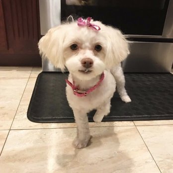 Lovely Pet Grooming - My dogs haircuts are always too cute they always throw bows on her and leave her smelling so good. - Pet Groomers Near Me - Pittsburg, California Lovely Pet Grooming - My dogs haircuts are always too cute they always throw bows on her and leave her smelling so good. - Pet Groomers Near Me - Pittsburg, California