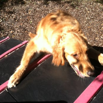 Rowlett Dog Park - Hmmm, I don't think he quite gets how to do the agility thing... - Dog Parks Near Me - Tampa, Florida Rowlett Dog Park - Hmmm, I don't think he quite gets how to do the agility thing... - Dog Parks Near Me - Tampa, Florida