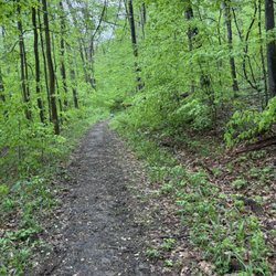 Hoosier National Forest - The trail