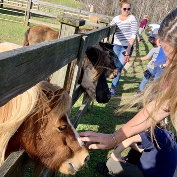 Divine Llama Vineyard - Wineries Near Me - East Bend, North Carolina Divine Llama Vineyard - Wineries Near Me - East Bend, North Carolina