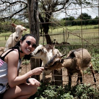 Surfing Goat Dairy - Goat almost eating my friend's hair lol - Cheese Shops Near Me - Kula, Hawaii Surfing Goat Dairy - Goat almost eating my friend's hair lol - Cheese Shops Near Me - Kula, Hawaii