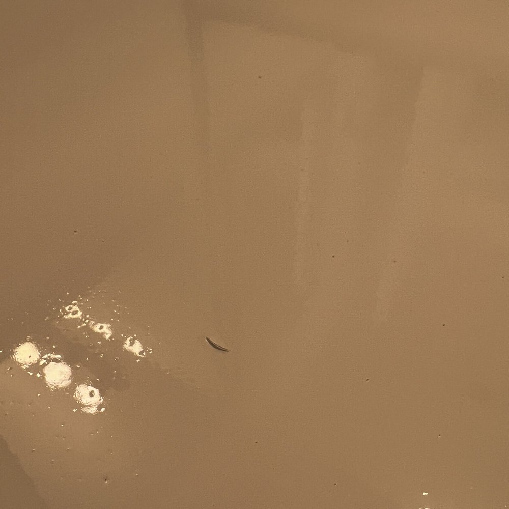 San Palacio by Mark-Taylor - Dirt in countertop. - Apartments Near Me - Chandler, Arizona San Palacio by Mark-Taylor - Dirt in countertop. - Apartments Near Me - Chandler, Arizona