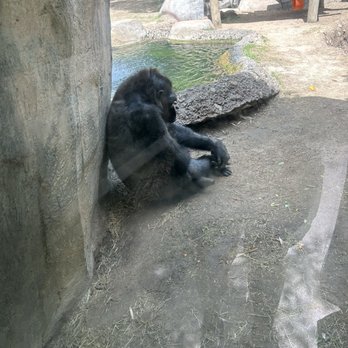 Fort Worth Zoo - Gorilla - Zoos Near Me - Fort Worth, Texas Fort Worth Zoo - Gorilla - Zoos Near Me - Fort Worth, Texas