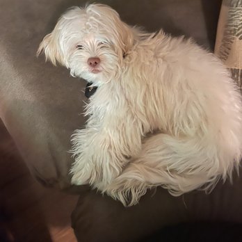 Rudy's Pawsome Kingdom - Cisco, before his big boy cut looking like a little Yeti! - Pet Groomers Near Me - Duncanville, Texas
