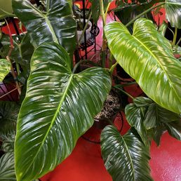 a large green plant in a pot