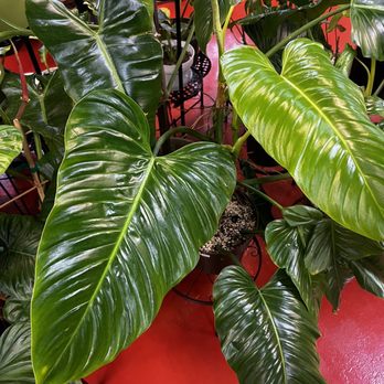 Happy Home Garden - a large green plant in a pot - Grocery Near Me - Tracy, California