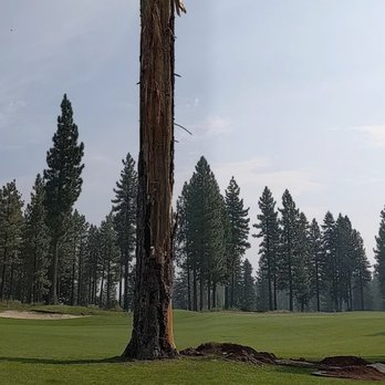 Coyote Moon Golf Course - Tree hit by lightning about a month ago... Sometime in late July 2020 - Golf Near Me - Truckee, California Coyote Moon Golf Course - Tree hit by lightning about a month ago... Sometime in late July 2020 - Golf Near Me - Truckee, California