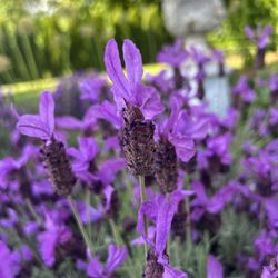 Sunderland Acres Lavender Farm - 2025 blooms