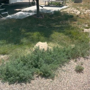 La Junta KOA - This is the first thing we stepped in.  I got bites of some kind, maybe fleas. - RV Parks Near Me - La Junta, Colorado