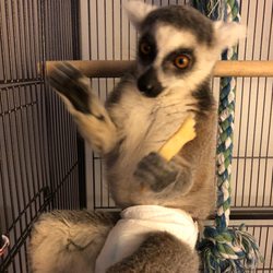 Danner Veterinary Hospital - Rocky having a French fry. Oops don't look at this Dr D