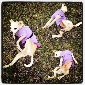Taking Paws Pets & Dogs - Pinka Rolls - Pet Sitting Near Me Taking Paws Pets & Dogs - Pinka Rolls - Pet Sitting Near Me